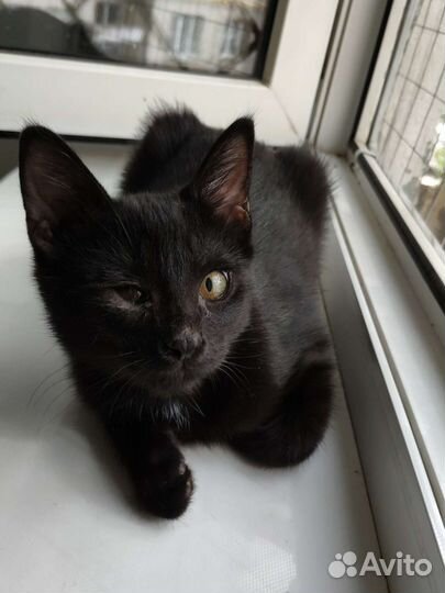 Котенок в добрые руки