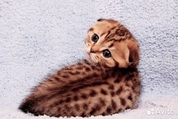 Шотландские котята золотые пятнистые