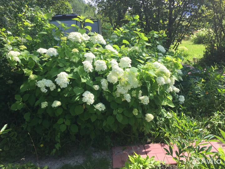 Продаю клубни пионов