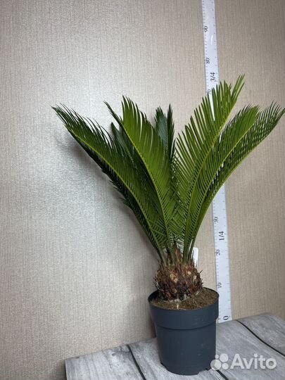 Пальма Цикас революта комнатные цветы