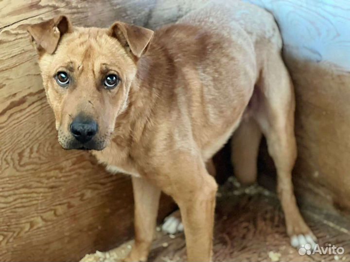 Собака из приюта ищет дом