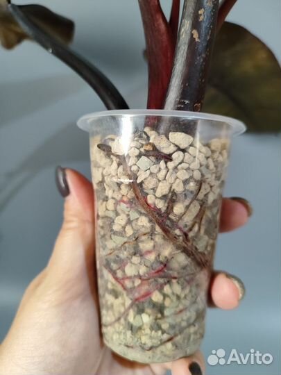 Филодендрон блек кардинал