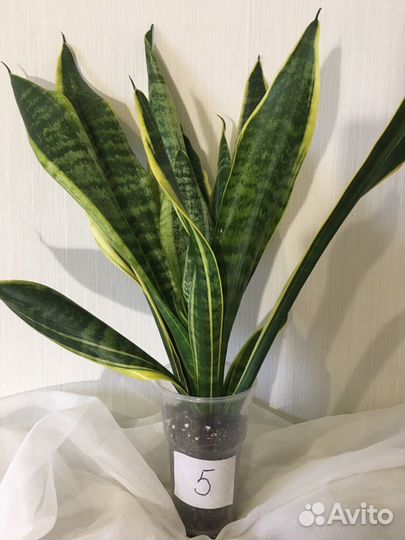 Сансевиерия