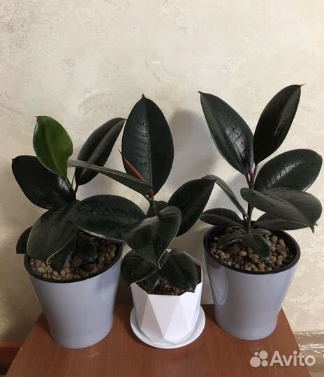 Фикус Черный Принц Робуста Эластика каучуконосный