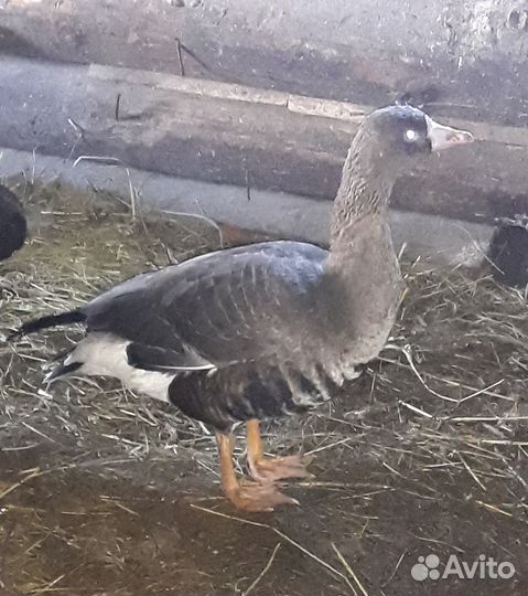 Подсадные утки