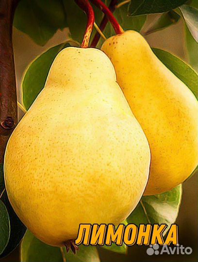 Саженцы груши летние