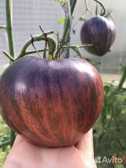 Семена томатов