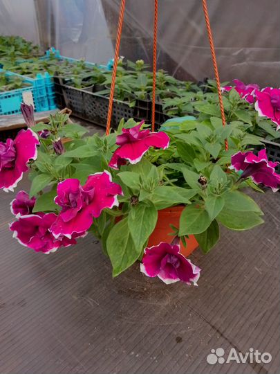 Виола цветы