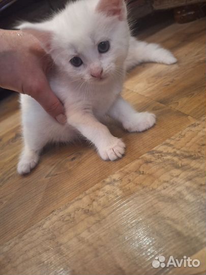 Котята мейн-кун в добрые руки бесплатно