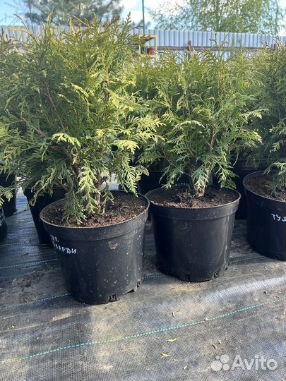 Туя западная Hoseri, Вудварди,С5