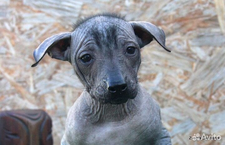 Ксолоитцкуинтли (стандарт). Красивая девочка