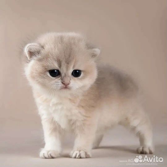 Мальчик голубое золото Gucci Apple Wood