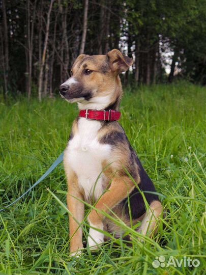 Щенок мальчик 7 месяцев