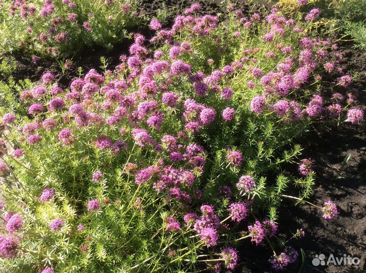 Анемона японская