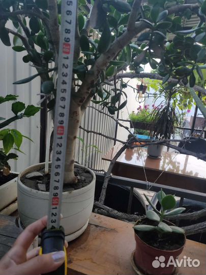 Толстянка денежное дерево