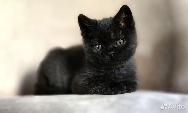 Британский мальчик