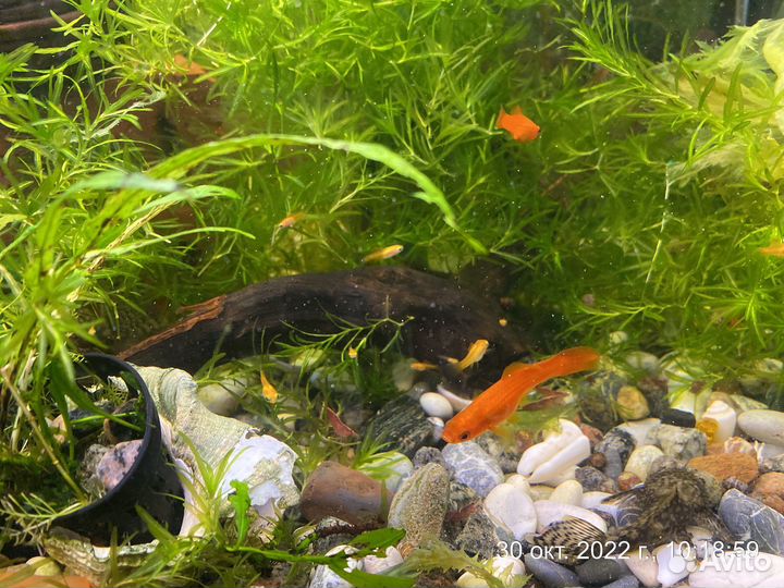 Молодь меченосцев и гуппи