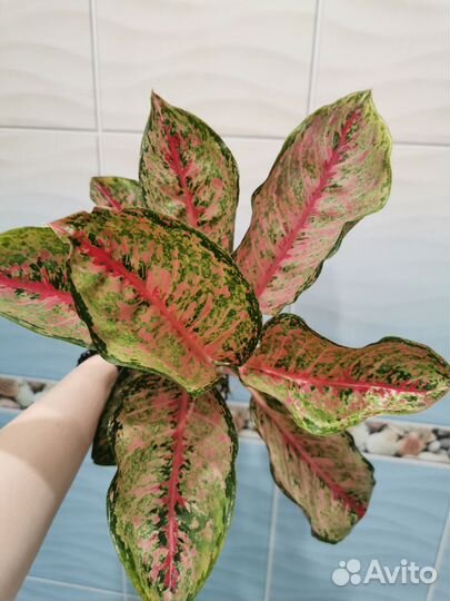 Аглаонема Dragon crown