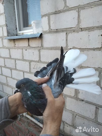 Продаются голуби