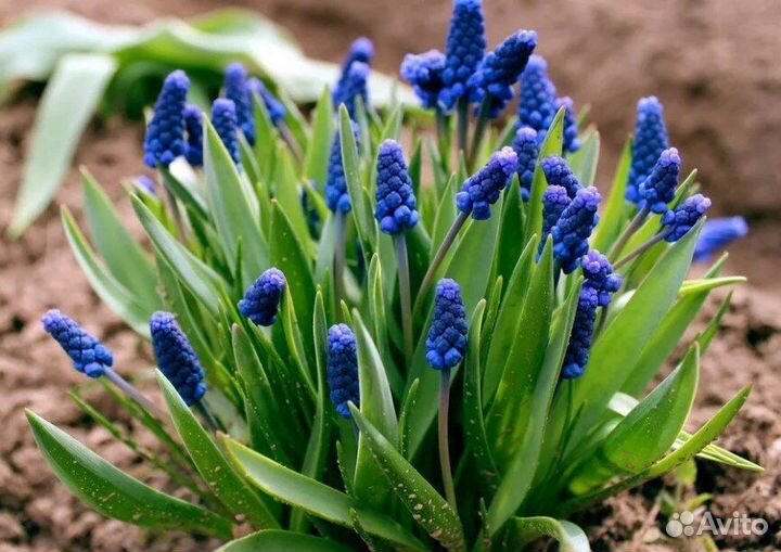 Многолетние садовые цветы