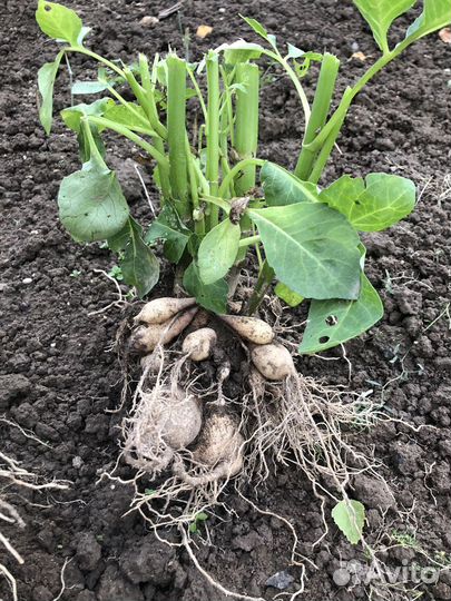 Клубни георгин