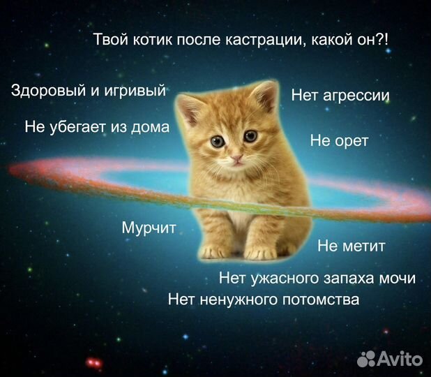 Кастрация кота на дому