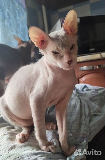 Котёнок донской сфинкс