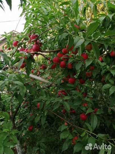 Нектарины персики