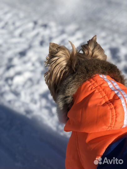 Одежда для собак