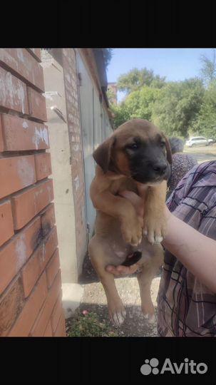 В добрые руки,мальчик и девочка