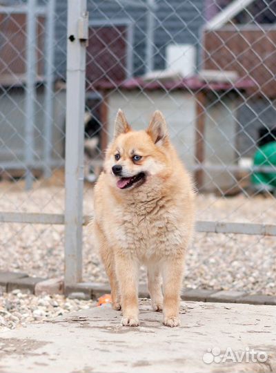 Рыжая голубоглазая шипперке Роуз в добрые руки