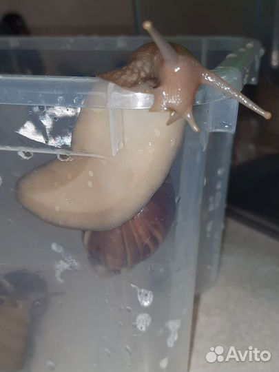 Улитки ахатины бесплатно