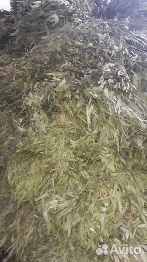 Эвкалиптовые веники для бани