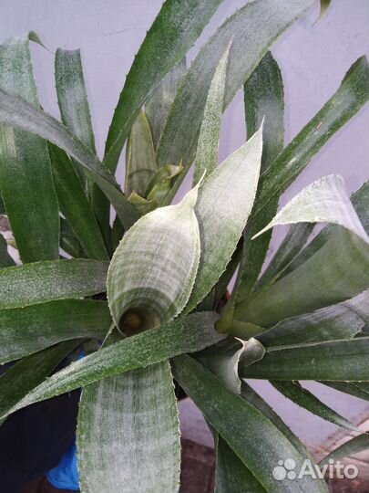 Бильбергия