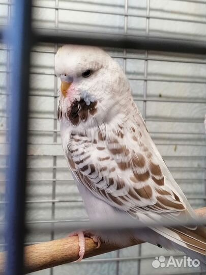 Выставочный волнистый попугай чех