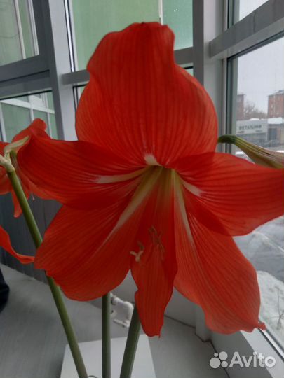 Амариллис