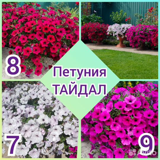 Петуния, максимально красивые сорта