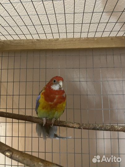 Розелла редкого окраса