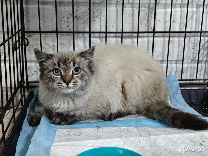 Котик 5 мес. в добрые руки