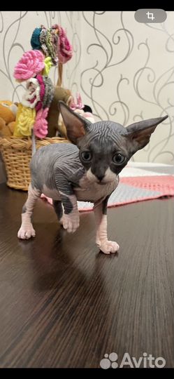 Канадский сфинкс