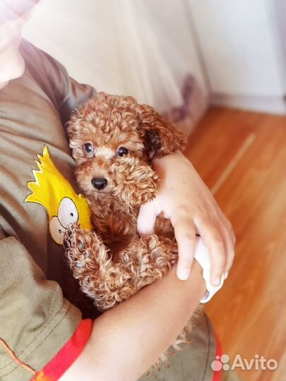 Мальтипу красно-коричневая