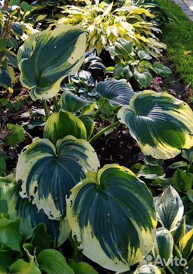 Хоста Эс энджел