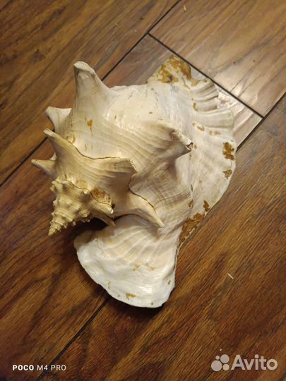 Ракушка огромная