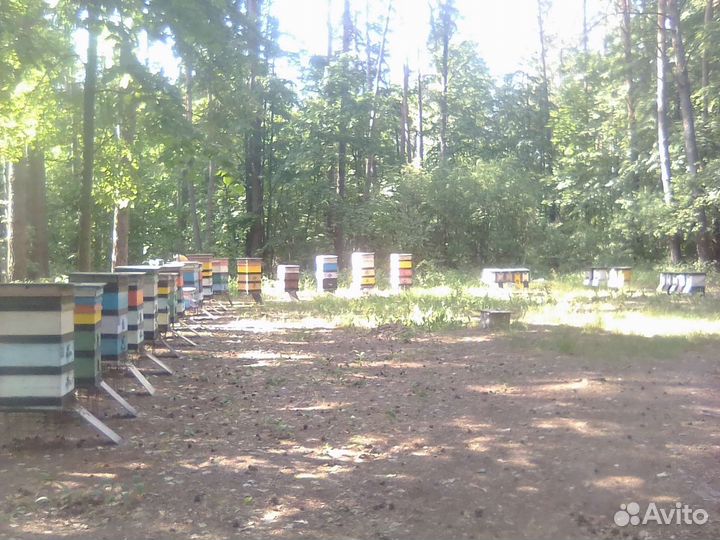 Пчеловодство