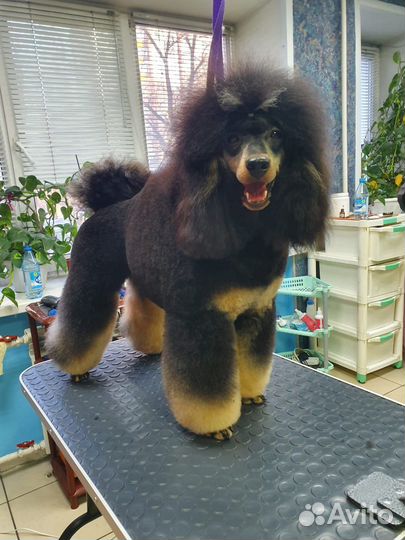 Пудель. Вязка