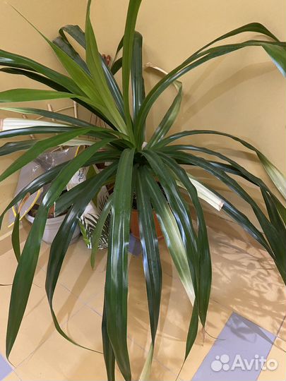 Пальма панданус (пандан) для озеления дома и офиса