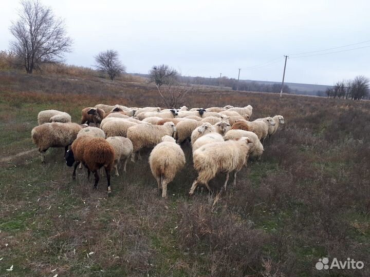 Бараны, Овцы