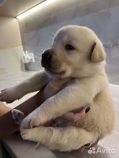 Щенки лабрадора