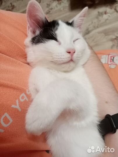 Котик в добрые руки