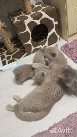 Британские котята